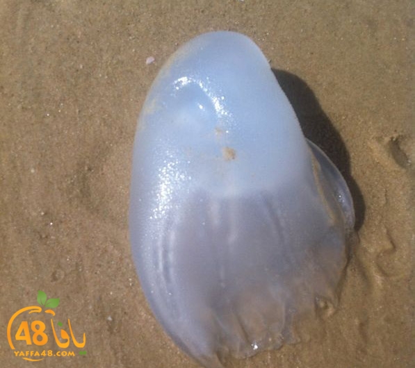 qandeel ba7r (2).jpg.jpg